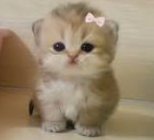 Catsploit